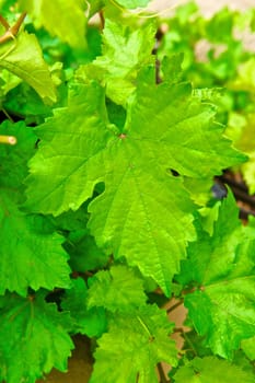 Close up of a large grape leaf in a vineyard