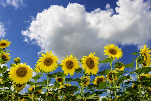 Field of sunflowers in summer with blue sky and white clouds