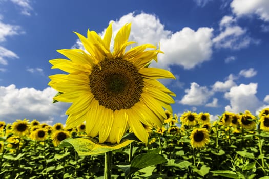 Sunflower on blue sky in summer with white clouds