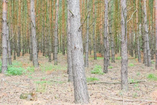 ��ypical pine forest near Wagrowiec in Greater Poland.