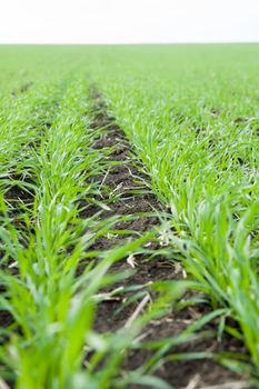 rows of winter crop