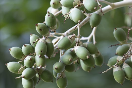 betel palm fruit