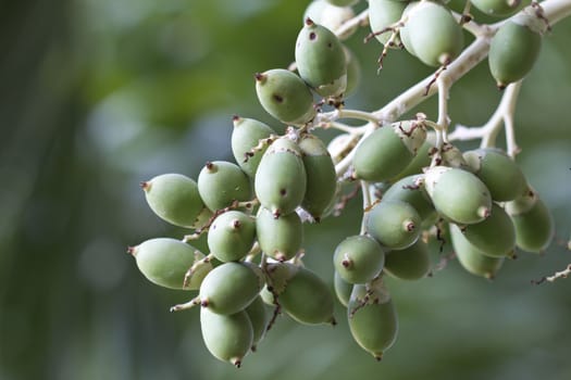 betel palm fruit