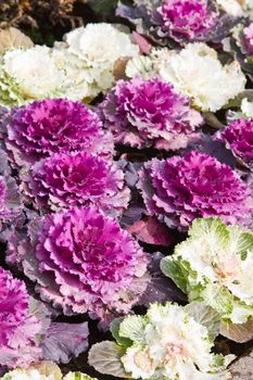 Purple cabbage flower