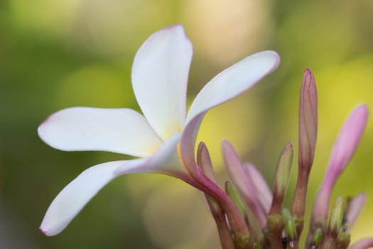 Frangipani flowers white with yellow background