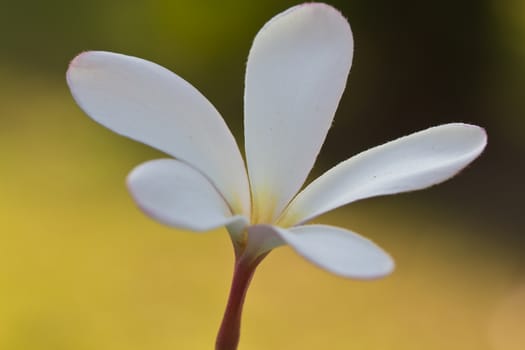 Frangipani flowers white with yellow background