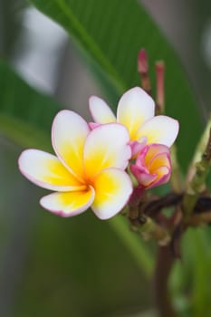 Close up of frangipani flower or Leelawadee flower blooming on the tree