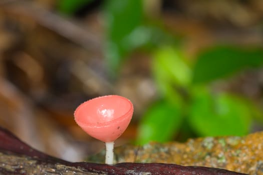 Mushrooms in the forest Mushroom Champagne