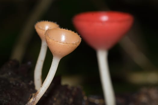 Mushrooms in the forest Mushroom Champagne