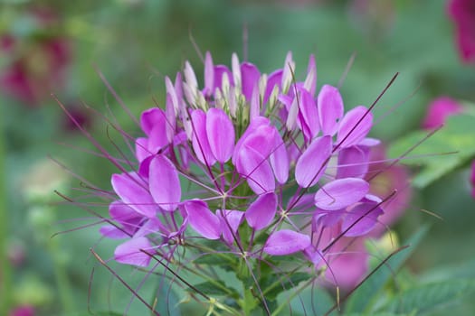 Beautiful pink flowers home surge.