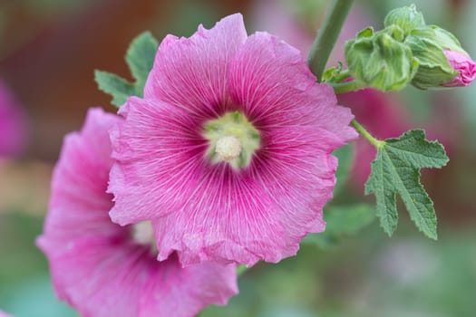 Beautiful pink flowers home surge.