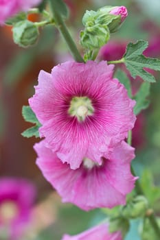 Beautiful pink flowers home surge.