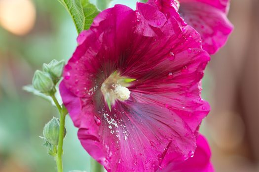 Beautiful pink flowers home surge.