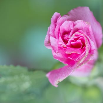 Beautiful pink flowers home surge.