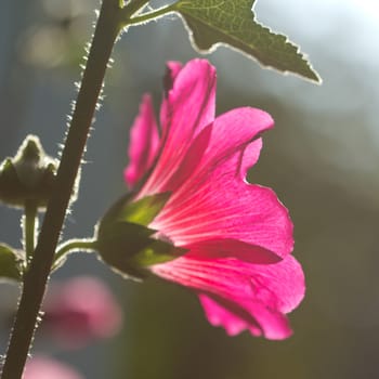 Beautiful pink flowers home surge.