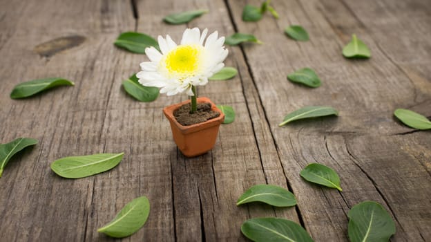 A flower pot with leaves on wooden background. 