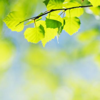 Green spring birch leaves background