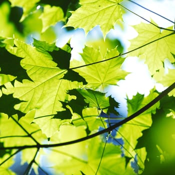 Beautiful leaves of maple close-up at sunny day