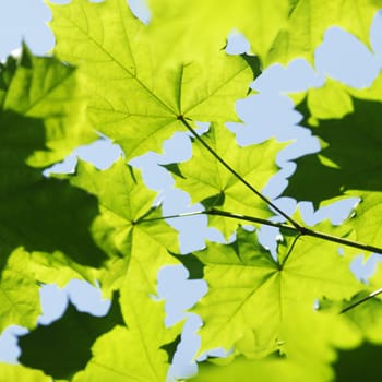 Beautiful leaves of maple close-up at sunny day