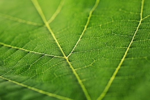 Fresh green leaf texture macro close-up