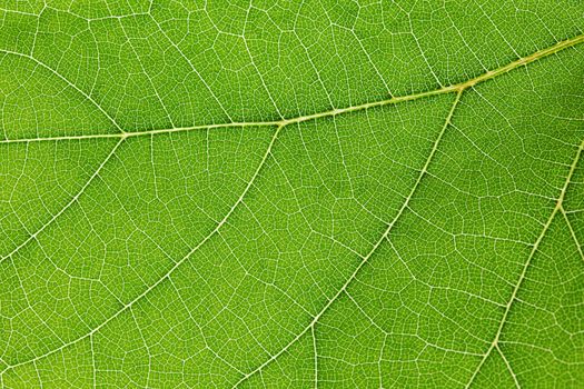 Fresh dreen leaf texture macro close-up