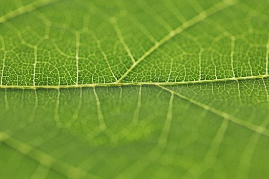 Fresh dreen leaf texture macro close-up