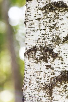 Texture of birch bark close-up