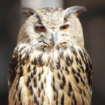 Long-eared owl, close-up portrait