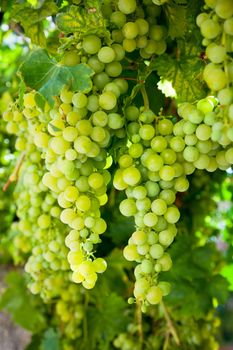 Ripening white grapes at vineyard