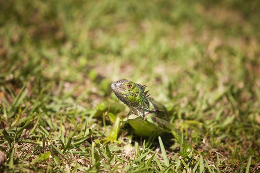 Green carribean Iguana walking through the grass