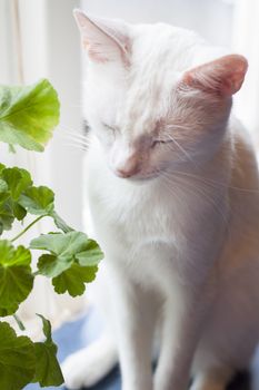 A white cat sitting next to a geranium flower pot