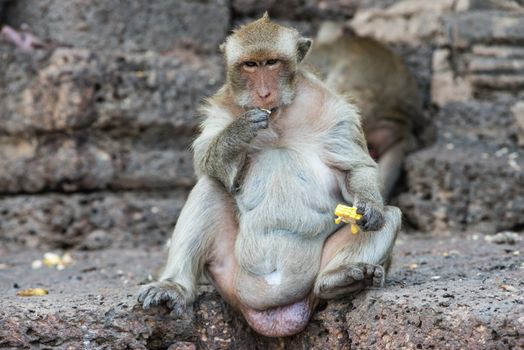 Thai asian wild monkey doing various activities, taken outdoor on a sunny day