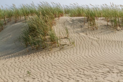 Sand dune with grass on a summer evening