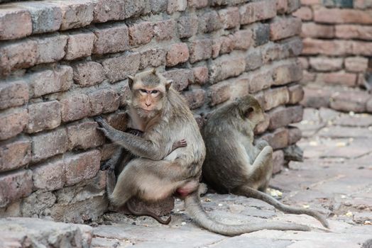 Thai asian wild monkey doing various activities, taken outdoor on a sunny day