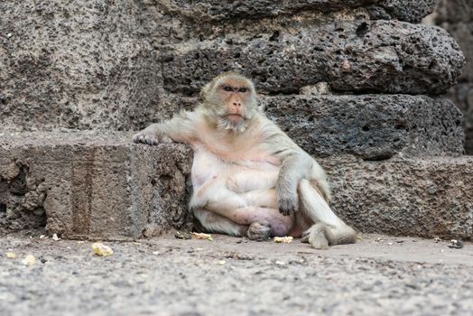 Thai asian wild monkey doing various activities, taken outdoor on a sunny day