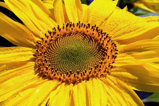 Extreme Close Up of Sunflower in Full Sun Following Rain