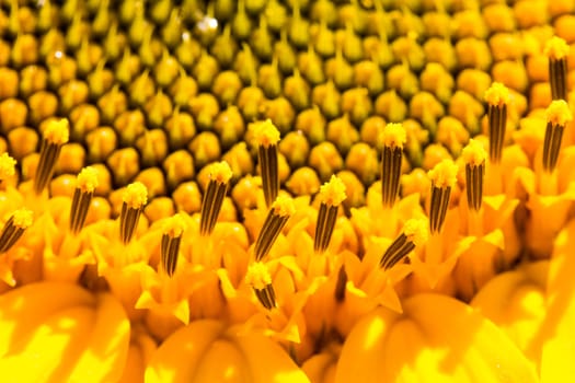 Extreme Close-up of Sunflower Stamen and Pistil