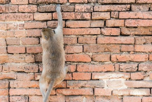 Thai asian wild monkey climbing on red brick wall, taken outdoor on a sunny day