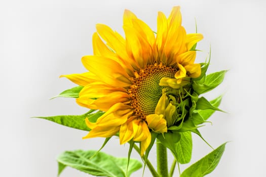 Single Sunflower Isolated on White