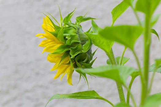 Single Sunflower Profile Facing Left