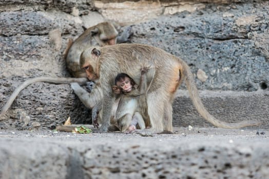 Thai asian wild monkey doing various activities, taken outdoor on a sunny day