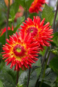 Brilliant Orange Dahlias with Green Foliage