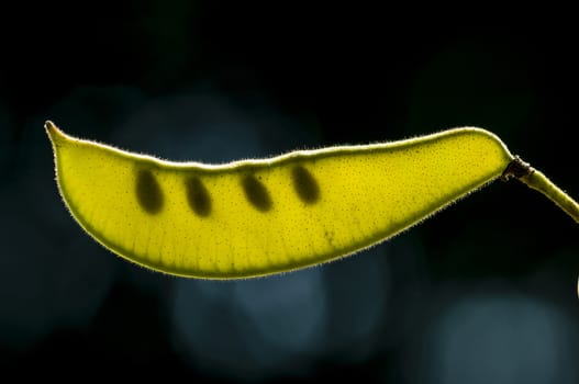 Seed pod in backlight of Mimosa plant