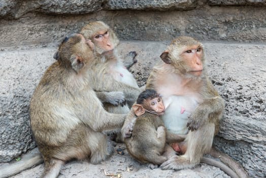 Thai asian wild monkey doing various activities, taken outdoor on a sunny day