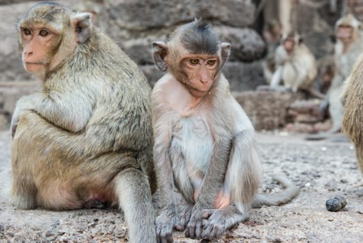 Thai asian wild monkey doing various activities, taken outdoor on a sunny day