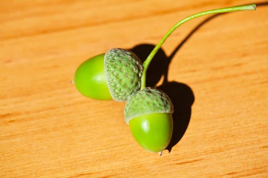 Pair of green acorns on yellow wood