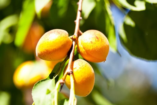 Three apricots on a branch among green leaves in summer