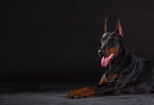 Black doberman dog on black background