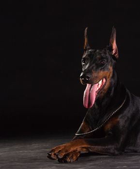 Doberman Pinscher portrait on black.Studio shot of female dog.