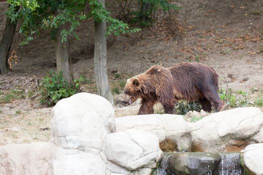 Big Kamchatka brown bear among stones in the wood